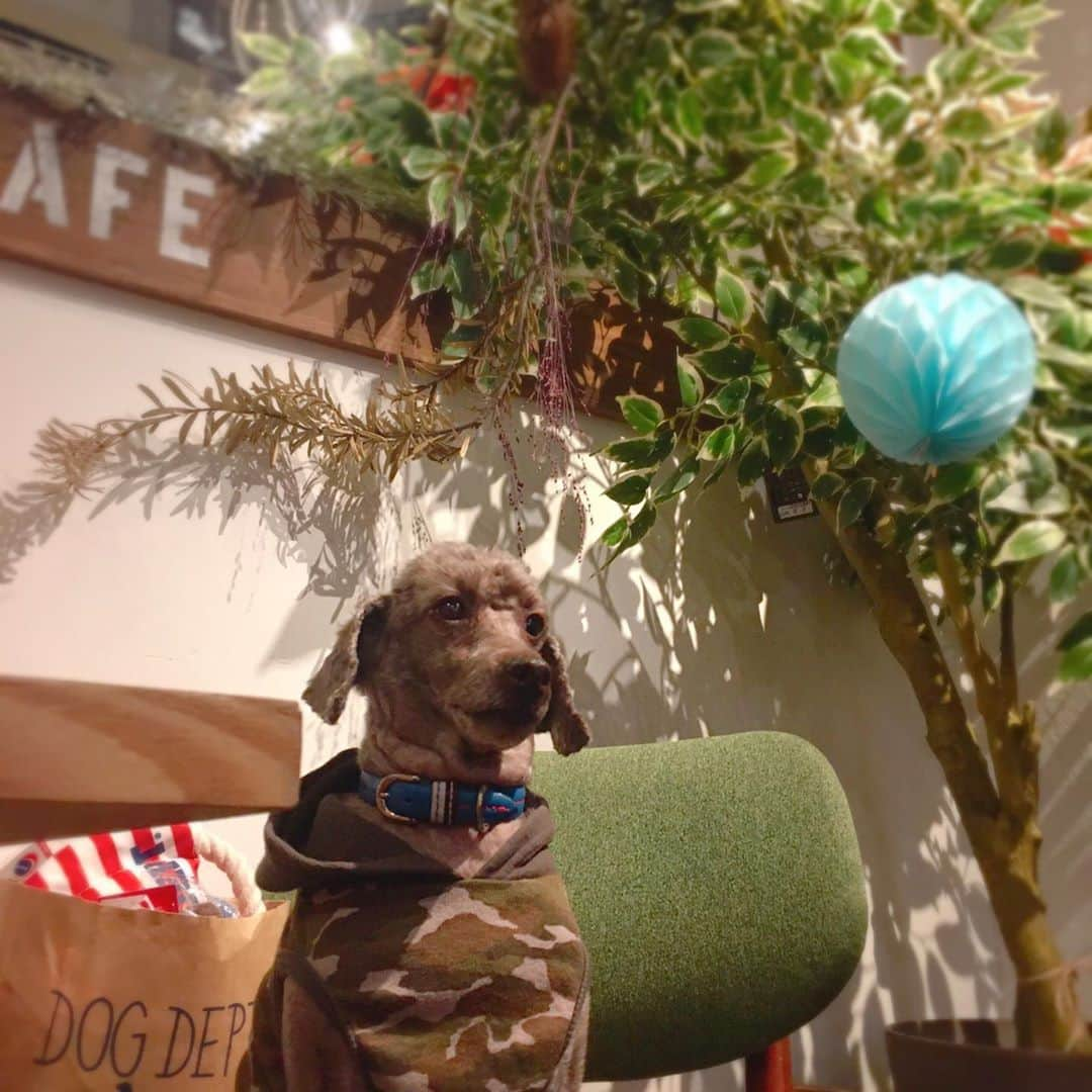 佐藤円香のインスタグラム：「昨日は妹わんこ達とお台場に行きました😊✨  初めての #dogdeptcafe 🥰 フォトスポットもあって店内がとっても可愛かった( ⸝⸝⸝⁼̴́◡︎⁼̴̀⸝⸝⸝)📷  ドッグデプトカフェの次にわんこ同伴OKの焼肉屋さん #うしすけ に行ったけど写真はありません(´･ω･`)｡｡久しぶりの焼肉。とっても美味しかった( ⸝⸝⸝⁼̴́◡︎⁼̴̀⸝⸝⸝)♡ わんこ達はハンバーグを食べました🐾 楽しかったね〜( ¨̮ )♩.｡   #ドッグデプト #dogdept #ドッグデプトカフェ #お台場 #うしすけ #犬 #いぬ #いぬすたぐらむ #いぬのきもち #いぬバカ部 #いぬばか #いぬ部 #いぬばか部 #いぬら部 #犬なしでは生きていけません会 #犬バカ #jun #🐩 #トイプードル #개 #토이푸들」