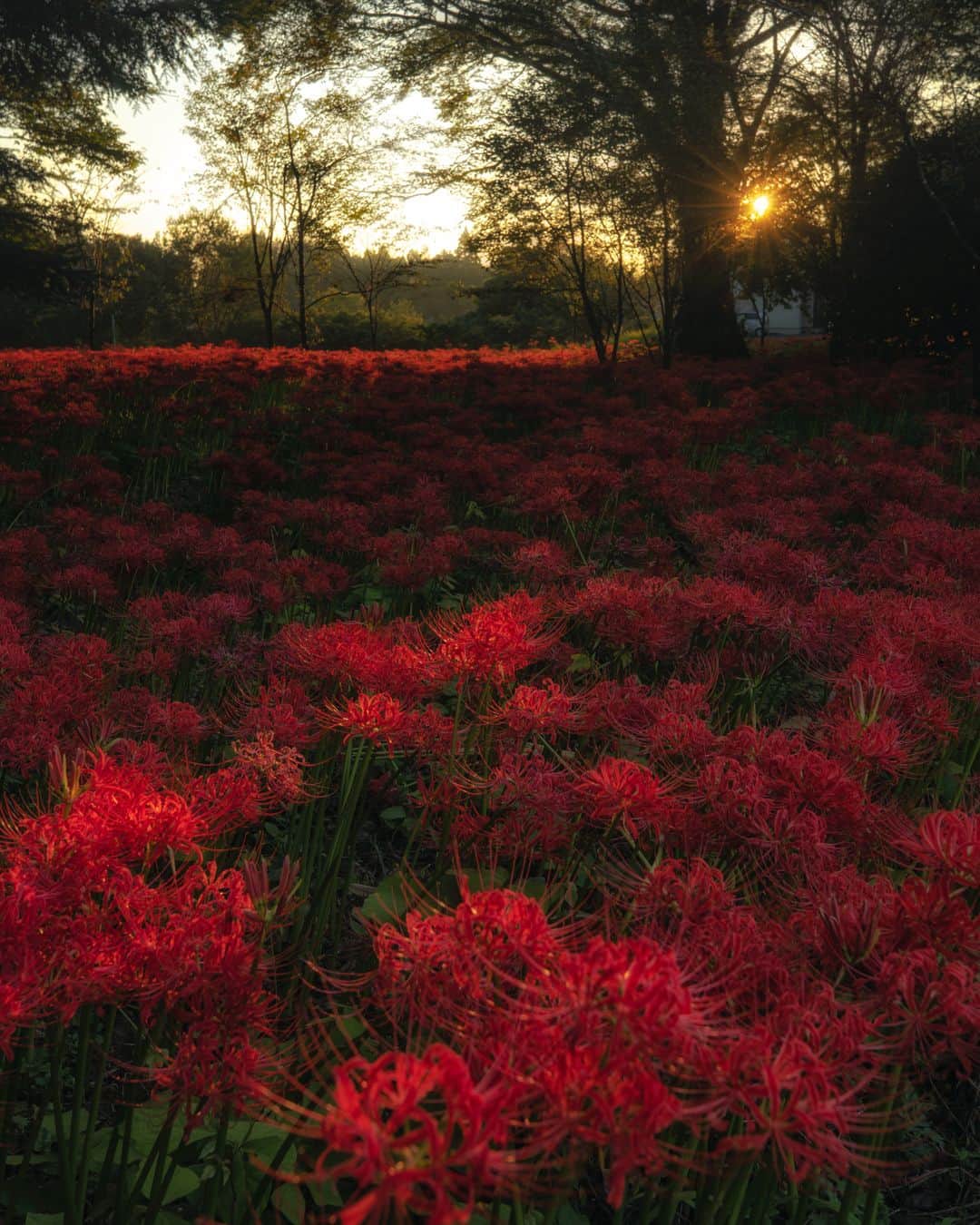 九州電力さんのインスタグラム写真 - (九州電力Instagram)「彼岸花が拡がる風景🏵️⁣ .⁣ 約20万本が咲き乱れ、目の前に秋を告げる赤い絨毯が広がります😳⁣ 夕陽とのコラボレーションにより、さらなる幻想的な世界にいざなってくれます💕⁣ .⁣ 📍七ツ森古墳群⁣ 🚃JR豊肥本線豊後竹田から車で10分⁣ .⁣ ※写真は過去に撮影されたものです。⁣ 気兼ねなくお出かけできる日が来るまで、お届けする九州の風景が、皆さまの元気や癒しになれば幸いです🍀⁣ 九電グループでは、「あしたプロジェクト～あしたを、しんじて、たすけあおう～」を展開しています。詳しくは、HPをご覧ください✨⁣ .⁣ 現在九州電力では、SNSに関するアンケート調査を実施しております。⁣ 回答いただきました方から抽選で100名様に、Amazonギフト券500円分をプレゼントいたします。⁣ 詳しくは、プロフィール欄をご覧ください。⁣ .⁣ #九電 #kyuden #九州の灯り #九州ぐらむ #広がり同盟 #九州旅行 #九州 #九州愛 #kyushu #大分 #oita #おおいた #おんせん県 #oitagram #竹田市 #七ツ森 #七ツ森古墳群 #彼岸花 #リコリス #ヒガンバナ #曼珠沙華 #lycorisradiata #はなまっぷ2020 #花畑 #お彼岸 #彼岸 #絶景 #絶景スポット #絶景delic #あしたプロジェクト」9月23日 17時00分 - kyuden_official