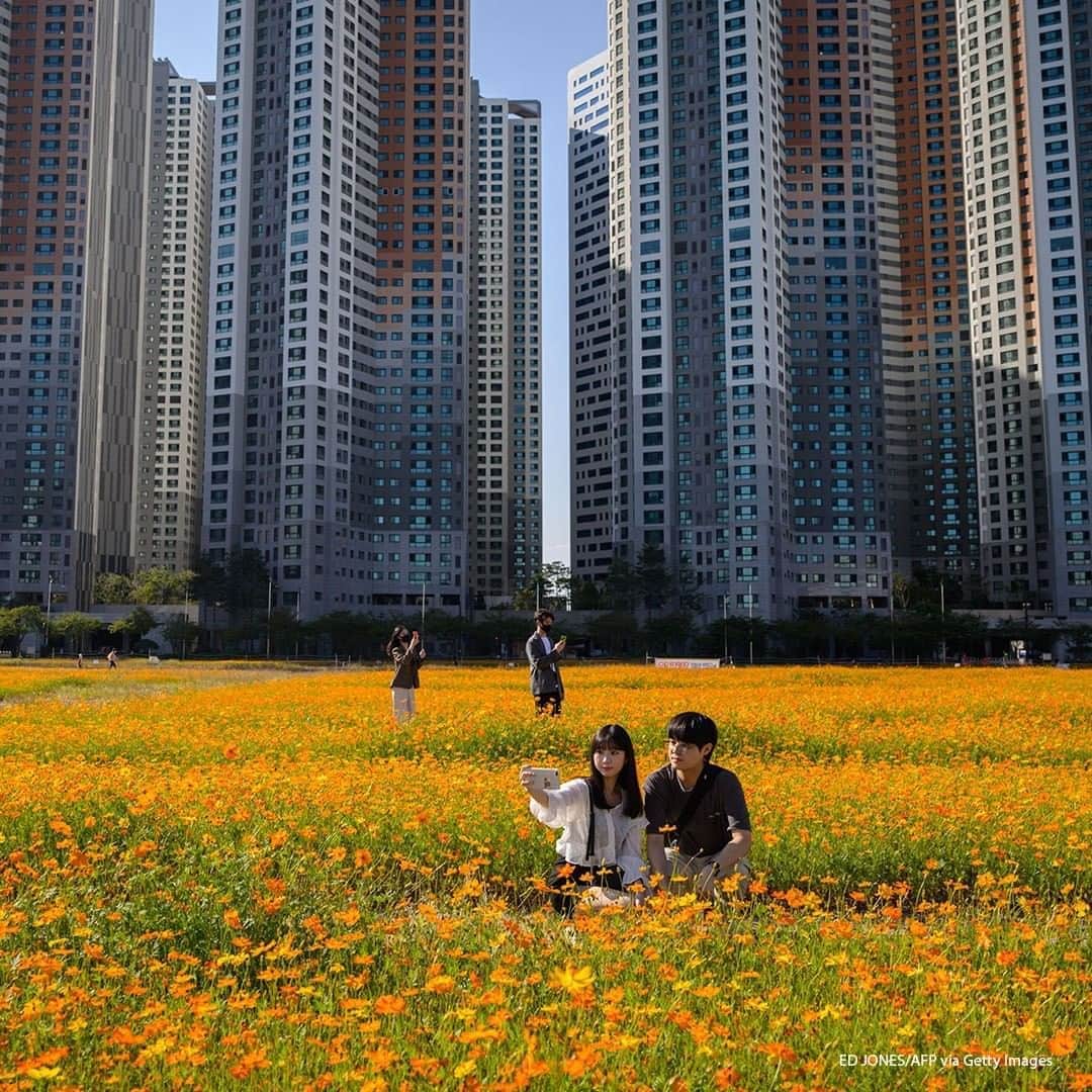 ABC Newsさんのインスタグラム写真 - (ABC NewsInstagram)「People pose for photos among a field of cosmos flowers beside high-rise apartment buildings in Goyang, South Korea. #southkorea #flowers」9月23日 17時00分 - abcnews