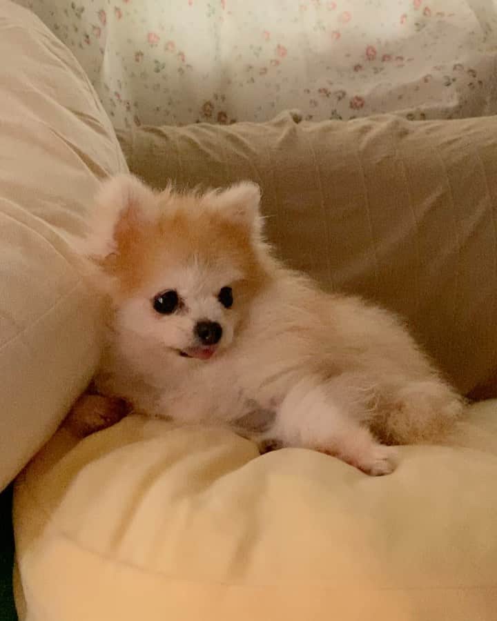 r_oseのインスタグラム：「You can’t resist me❤️ ‘almost-pet’ challenge. 🐰〰️ #dogistolympics」