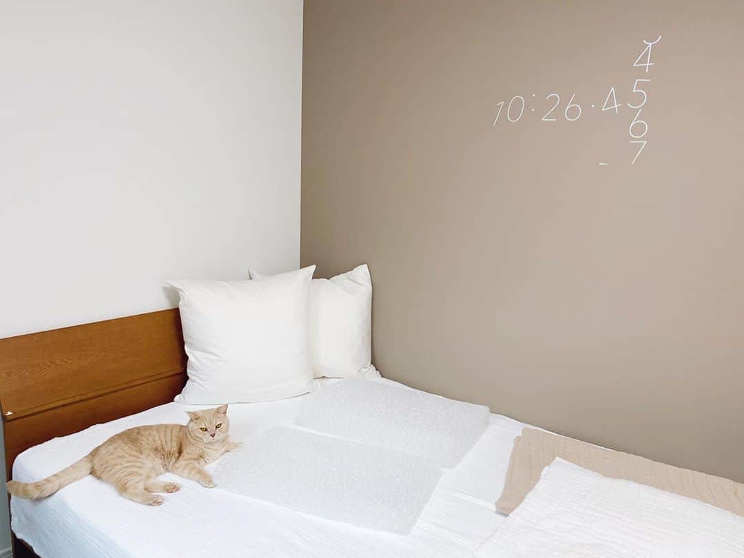 藤井明子さんのインスタグラム写真 - (藤井明子Instagram)「我が家の寝室のお気に入り。まず、1面だけ変えた壁紙、めっちゃ柔らかいタオルケット、プロジェクターになるポッピンアラジン、そしてこの半透明のヒモヒモしてる謎の物体、実はブレインスリープピローという枕なのです。（とらおさまはお気に入りではなくて君主です）  壁紙を変えたのはただの趣味、タオルケットとポッピンアラジンは衝動買い、枕だけは理由がちゃんとしていて、今回脳眠プロジェクトという質の良い睡眠を追求しようという会に参加させていただいているので、そのプロジェクトの推し枕をお迎えしました！！  この枕、はじめは私だけ使っていたのですが気に入りすぎてワクエルにも使ってもらってます。なんか、頭に熱がこもらなくてとても快適！！言葉では言い表しにくいのですが、うーん、簡単に言うと頭がスッキリします。使い始めはめっちゃ硬いし高さも大丈夫かな...と感じましたが、1週間くらいかけて自分に馴染んでいきます。使い始めて1ヶ月以上経ち、今もうめっちゃ快適！そしてお肌のために枕カバーを毎日洗う族に朗報、この枕はカバーももちろんですが枕本体もシャワーでバーっと流して洗えて即乾くので気持ちいい！！枕の汚れから解放されたのが最高です！！  健康にも美容にも睡眠って本当に重要で、お肌のためにスキンケア以外でなにをしてますか？と聞かれたら「よく寝る！」と答えるくらい( ´ ▽ ` )シャレたルーティンとか私には無いけど、毎日必ず7時間以上は寝れるように調整しています。でも寝る時間を確保するだけで良いのかなぁ..と考えちゃうこともありまして。そんな中、大好きなお二人と一緒に、脳眠プロジェクトの代表でもありスタンフォード式最高の睡眠の著者である西野教授とお話しする機会を頂いたのですー！！！睡眠と美容についてもたくさん質問するつもりなので、その内容も形になったらまたシェアします！お楽しみに♡  ちなみに私は首のシワ予防のために低めの枕、ワクエルは普通の高さの枕を使っていて、最後の写真はカバーをかけてます。  #とらおが可愛すぎて #写真多め #特技 #いつでもどこでも何時間でも寝れること #寝過ぎて人生短い気すらしてる #この寝過ぎも治るかな..... #brainsleep #brainsleeppillow  #脳眠チャレンジ  @zzzland_official」9月23日 17時51分 - fujiko0207