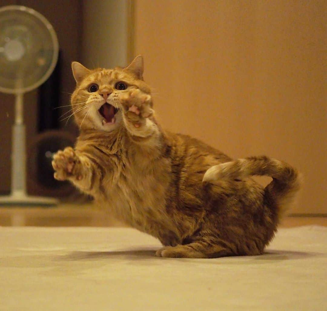 茶太郎 & きなこさんのインスタグラム写真 - (茶太郎 & きなこInstagram)「茶太郎師匠に🐾パスにゃ🏀 Chataro is practicing basketball😽🏀 #バスケの練習してるにゃ #シュート届かないから抱っこしてにゃ #マンチカン#猫#munchkin #cat#catstagram #amazing#ねこ#茶トラ#短足#catsofinstagram#excellent_cats#9gag#cats_of_world_#instacat_meows#bestcats_oftheworld#catsofig#instacat#cats_of_instagram」9月23日 18時05分 - amaccho5160