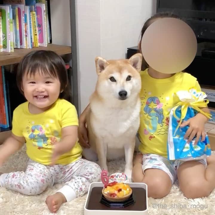 Moguのインスタグラム：「. お誕生日にたくさんのお祝いのお言葉をどうもありがとうございますなの。 #感謝 #ジャイアン子分リサイタルシリーズ  #近い近い近い #さらにキス #ストレス #ケーキはよ . @the_shiba_mogu  #柴犬 #shibainu #shiba#赤柴 #redshiba#犬 #dog#しばいぬ#nannydog#犬と子供#子供と犬#柴犬と子供#柴#赤ちゃんと犬#犬と赤ちゃん#柴犬と赤ちゃん#赤ちゃんと柴犬#柴犬のいる暮らし#子守犬」