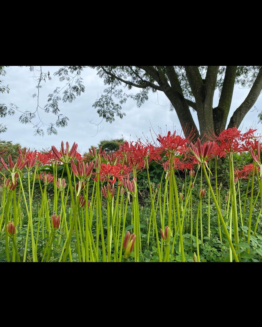 生活の木 メディカルハーブガーデン薬香草園【公式】さんのインスタグラム写真 - (生活の木 メディカルハーブガーデン薬香草園【公式】Instagram)「曼珠沙華(マンジュシャゲ)が咲き始めました☺️﻿ ﻿ 今年は少し遅めの開花でしたが、﻿ パンパスグラスとのコラボレーションも﻿ また素敵な風景です🎑﻿ ﻿ ﻿ 台風が近づいていますね🌬🌀﻿ まだツボミもあるので大雨に負けずに﻿ 咲いてくれるといいのですが🥺﻿ 皆さまもどうぞお気をつけください🌿﻿ ﻿ ﻿ ﻿ #生活の木 #薬香草園﻿ #メディカルハーブ﻿ #メディカルハーブガーデン﻿ #ハーブハウス﻿ #メディカルハーブハウス﻿ #ハーブ #ハーブ🌿 #ハーブガーデン﻿ #埼玉 #飯能 ﻿ #曼珠沙華 #マンジュシャゲ﻿ #彼岸花﻿ #スロープ沿い﻿ #開花 #群生﻿ #風に揺れる花﻿ #花 #華 #赤い花 #花のある風景﻿ #ハーブのある暮らし﻿ #植物のある暮らし﻿ #ウェルネス #ウェルビーイング」9月23日 18時29分 - treeoflife_garden