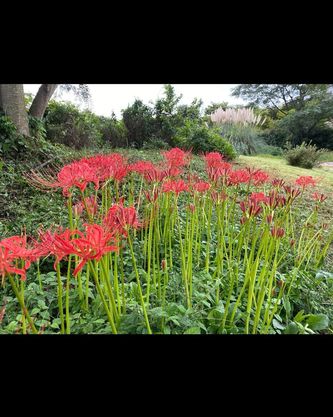 生活の木 メディカルハーブガーデン薬香草園【公式】のインスタグラム