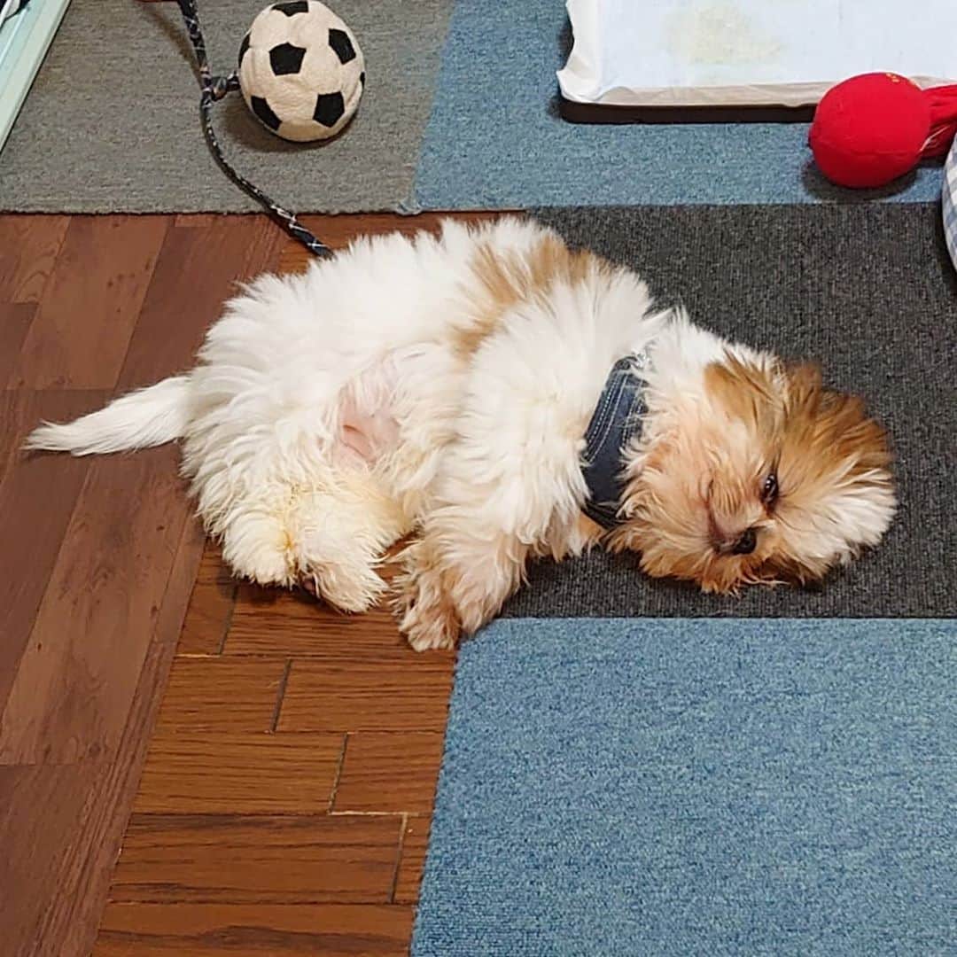 Kukkaのインスタグラム：「Chewbacca or Jabba the Hutt」