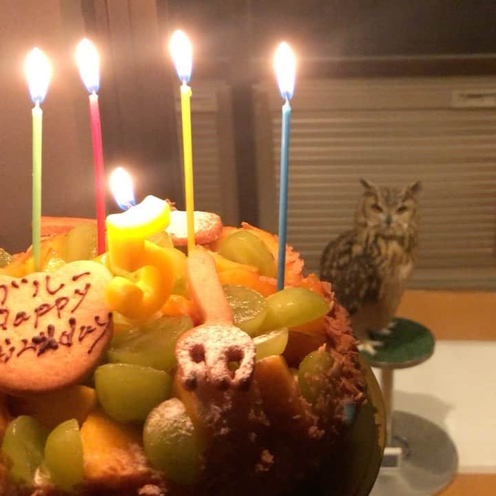 GEN3 Owlのインスタグラム：「昨夜のガルーの誕生日は家族全員でお祝いしました🎂🦉❤️ Garu's birthday was celebrated with my family. #owl #owlgaru」