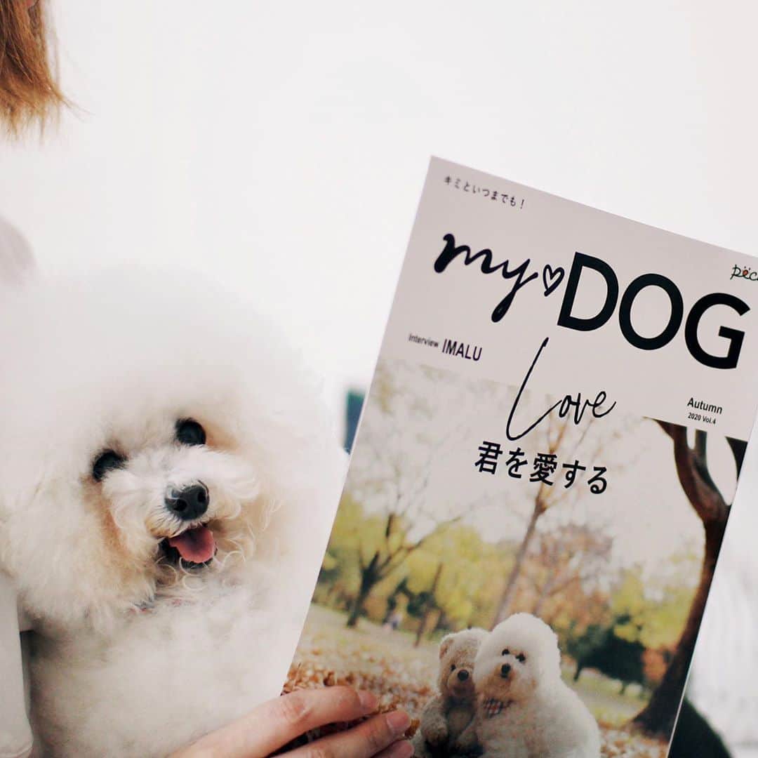 のインスタグラム：「. . #pecomydog  秋号🍁 今回は介護や終活の内容でした。 . アーニーも12月で14歳🐶 こういう内容は考えるだけで 涙が溢れ出してしまいます😭 . でも、しっかり学ばないといけない事 『最期の時まで君を愛する』 . . @pecomydog_official  . . .」