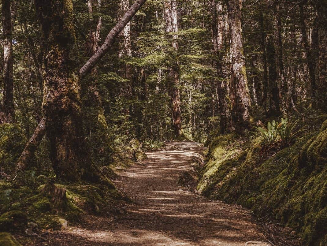 C E R E A Lさんのインスタグラム写真 - (C E R E A LInstagram)「One of New Zealand’s Great Walks, Kepler Track did not, like most, evolve from Maori greenstone trails or crude pioneer roads. It is built for leisure, not out of wary necessity. There is the opportunity to wander through Fiordland’s glacial valleys, to amble past waterfalls, and saunter through forests pierced by the chirps of the native brown kiwi. A reconciliation with the untameable, Kepler Track is a bridge between the fearsome beauty of the South Island’s natural landscape, and the infinitely more delicate humankind that wishes to behold it.  Kepler Track - Traversing New Zealand’s Wild South Island.  Read the full story via link in profile.」9月23日 19時05分 - cerealmag