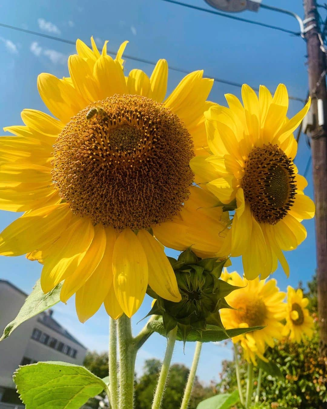 ケルシュティン・フランクさんのインスタグラム写真 - (ケルシュティン・フランクInstagram)「- To plant a garden is to believe in tomorrow- //Audrey Hepburn//  • • • #lastsummerdays #endofsummer #falliscoming #newseasoniscoming #sweaterweather」9月23日 19時01分 - kerstinfrank88