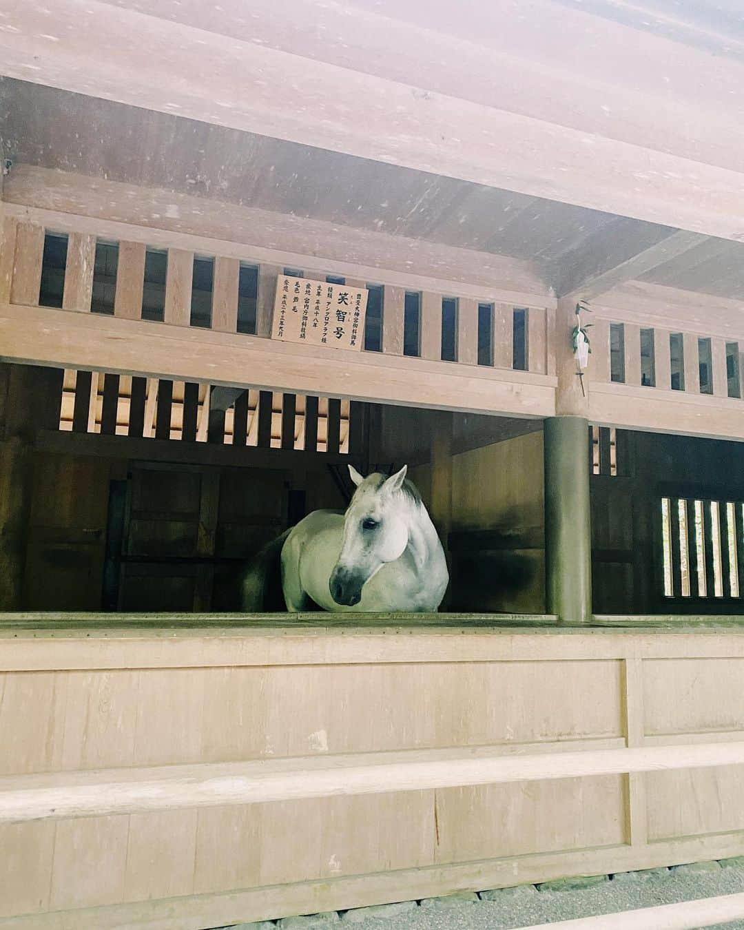 まつきりなさんのインスタグラム写真 - (まつきりなInstagram)「お父さんと兄妹で、初、伊勢神宮へ⛩ 丁寧に参拝回ってきました🙏 家族愛が止まらない数日間だったなっ いい気をいっぱいもらえて、またハッピーオーラあがったような☺︎  ストーリーで質問多かったこのベロアワンピースは オープンしたばかりの @ayla.jp_official ❤︎ 中はパンツを合わせて楽ちんだけど女性らしく。 可愛くてお気に入り〜！！  #伊勢神宮 #おかげ横丁  #まつきの私服  #ayla#アイラ#コスメアンドワンピース#ワンピース」9月23日 19時04分 - matsuki_rina