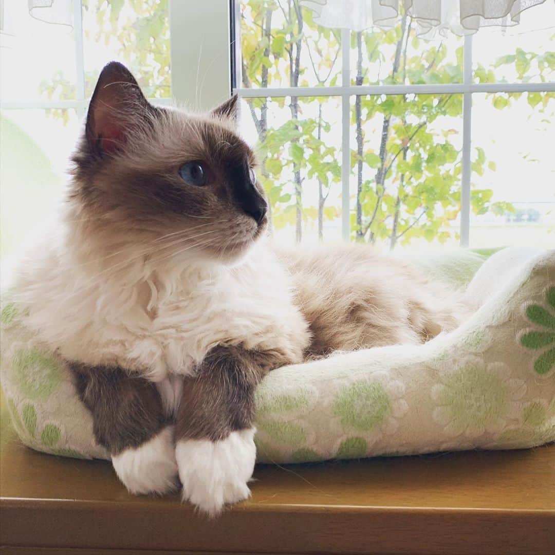 takegaeruのインスタグラム：「ランのふっといおてて❤️ #cat #猫 #ragdoll #ラグドール #ホワイトポッチーズ」