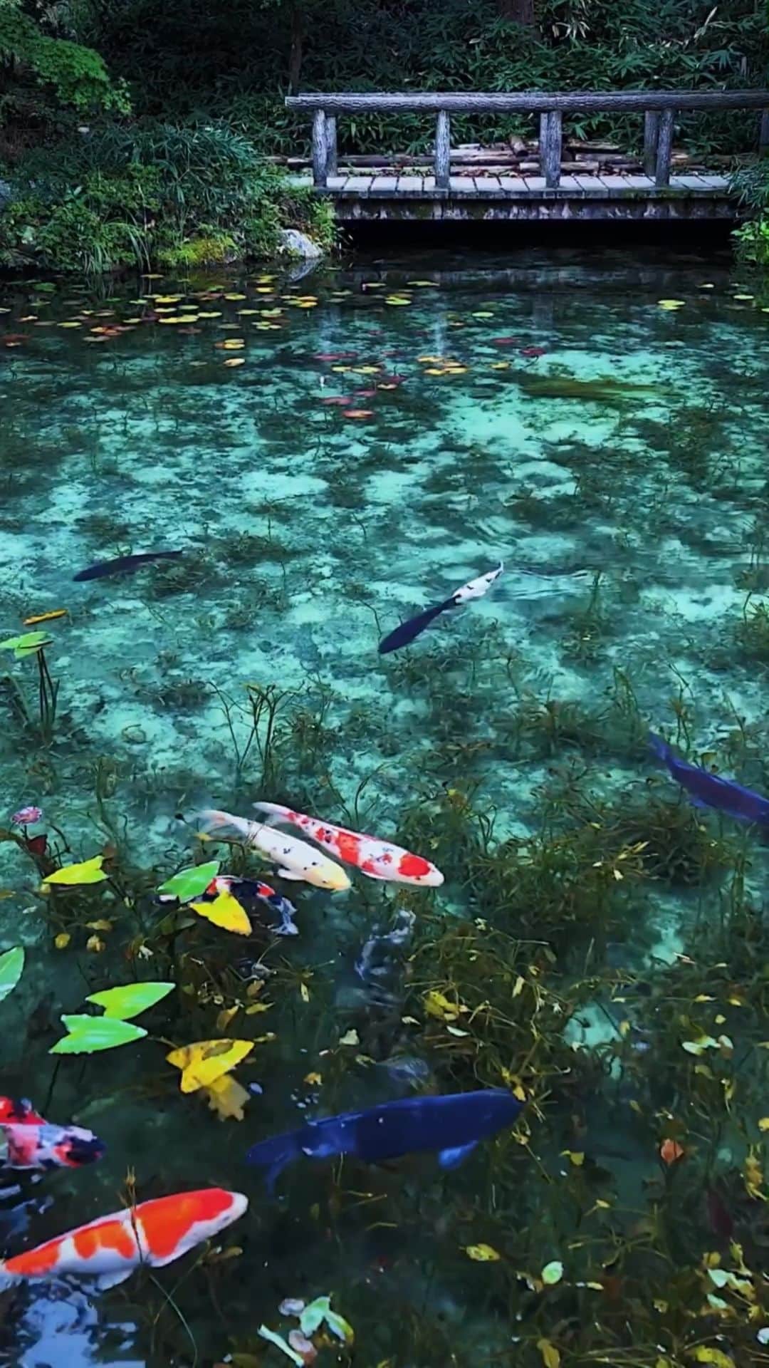 halnoのインスタグラム：「岐阜県関市にあるモネの池。 It is called Monet's Pond because it looks like a painting by Monet.  海外での撮影ができなくなって、家族と車に乗って国内、北（稚内）〜南へ様々な土地を巡る旅をしています。国内の文化や風景をしっかり丁寧に見る。カメラにおさめる。いい機会やないか、と感じてます。」