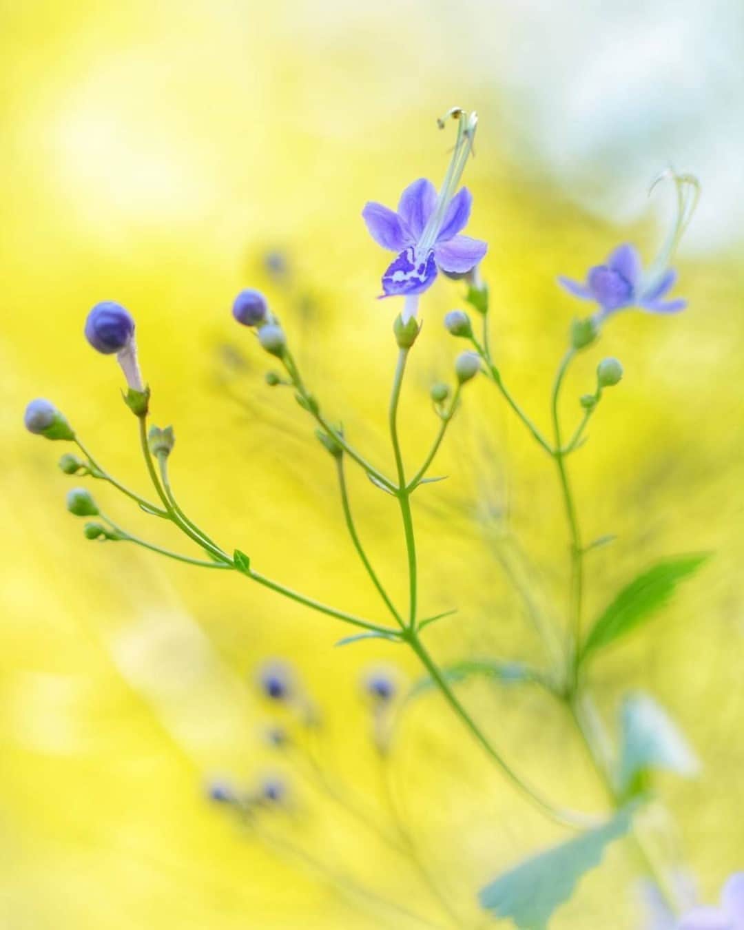 花の写真館のインスタグラム：「Photo by @k8moment.⠀ https://instagram.com/k8moment/⠀ .⠀ Original Post[投稿いただいたURL]⠀ https://www.instagram.com/p/CEotsUVMakd/⠀ .⠀ 本アカウントは、 #私の花の写真 をつけてInstagramに投稿された皆さまの花の写真や、「花の写真館」Facebookページで投稿された花の写真を紹介します。⠀ 「花の写真館」Facebookページは、「 @floral.photograph 」のプロフィールにあるURLからご覧ください。⠀ .⠀ ※各自、政府、自治体など公的機関の指示に従った行動をお願いします。⠀⠀ 東京カメラ部および分室では、写真を「見る楽しみ」を提供することを通して、微力ながら皆様にわずかな時間でも癒しをお届けしたいと思っております。⠀ ※本アカウントは東京カメラ部がFacebook、Instagramのサービスを利用して運営しているもので、Facebook社・Instagramとは一切関係ありません。⠀ .⠀ #花の写真館 #floralphotograph #floralphoto #flower #flowers⠀ Follow: @floral.photograph」