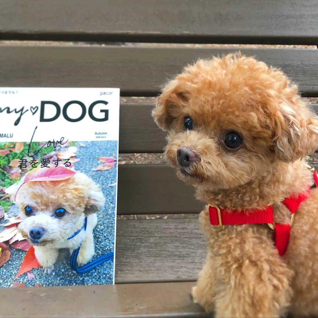 ふわさんのインスタグラム写真 - (ふわInstagram)「うちの子が表紙になれちゃう雑誌☺︎ @pecomydog_official  #pecomydog 秋号 #pecomydog世界にひとつだけのうちのコ表紙  #toypoodle#toypoodlegram#dogsofinstagram#doglife#doglover#instadog#dog#fuwamama#ふわもこのふわ#ふわ#トイプードル#ふわもこ部#犬バカ部#親バカ部#犬のいる暮らし#いぬすたぐらむ」9月23日 19時42分 - huwayama