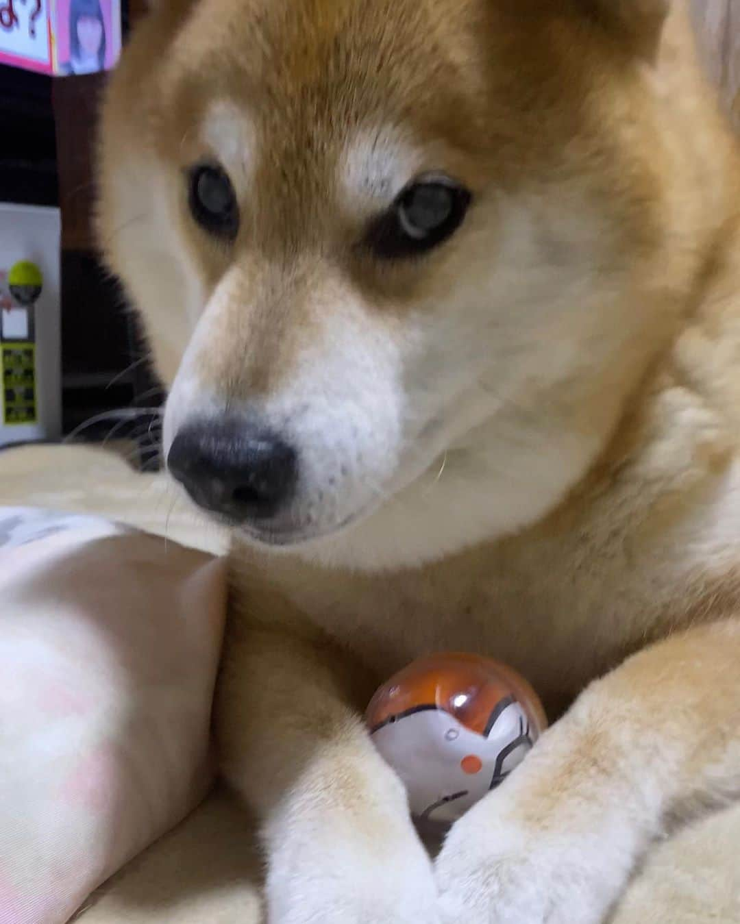 まる（まるたろう）さんのインスタグラム写真 - (まる（まるたろう）Instagram)「Do not touch this my ball✨🐶🙅‍♂️✨パパ！まるのおもちゃ触らないでね #って言うかさ #自分で持ってきなよ #いっぱいあるでしょ #なんでまるのおもちゃ狙うんだろ🙄」9月23日 20時15分 - marutaro