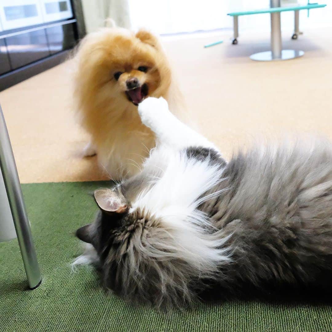 Hanaさんのインスタグラム写真 - (HanaInstagram)「弟に絡む時 お姉の顔は毎回👹 * でも慣れてる弟は 毎回、寝転がってハイハイと相手 * 最後の写真はボケてるけど お姉の胸毛を束ねるの図 😂 * * ブログ更新しました♪ http://kedamakyoudai.blog.jp/ #NorwegianForestCat#Pomeranian#japan#catlover#doglover#dogs#cat#Kawaii#fluffy#pom#fluffydog#catsofinstagram#dogsofinstagram#fluffycat#ノルウェージャンフォレストキャット#ポメラニアン#pecoいぬ部#ペコねこ部#犬と猫のいる暮らし#かわいい#cute#cutecat#cutedog#funny#funnydog#funnycat#いぬのきもち#ねこのきもち#ライブドアインスタブロガー」9月23日 20時25分 - mofu2family