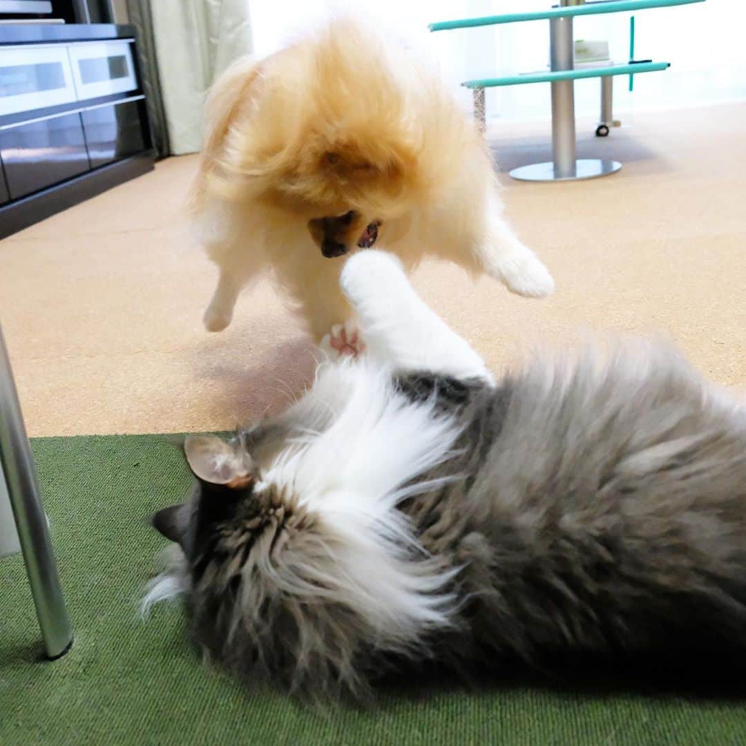 Hanaさんのインスタグラム写真 - (HanaInstagram)「弟に絡む時 お姉の顔は毎回👹 * でも慣れてる弟は 毎回、寝転がってハイハイと相手 * 最後の写真はボケてるけど お姉の胸毛を束ねるの図 😂 * * ブログ更新しました♪ http://kedamakyoudai.blog.jp/ #NorwegianForestCat#Pomeranian#japan#catlover#doglover#dogs#cat#Kawaii#fluffy#pom#fluffydog#catsofinstagram#dogsofinstagram#fluffycat#ノルウェージャンフォレストキャット#ポメラニアン#pecoいぬ部#ペコねこ部#犬と猫のいる暮らし#かわいい#cute#cutecat#cutedog#funny#funnydog#funnycat#いぬのきもち#ねこのきもち#ライブドアインスタブロガー」9月23日 20時25分 - mofu2family
