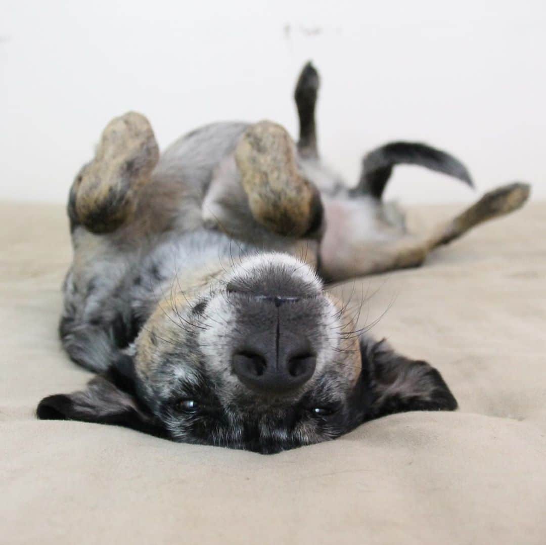 Emily McCrackenのインスタグラム：「The goodest boy.」