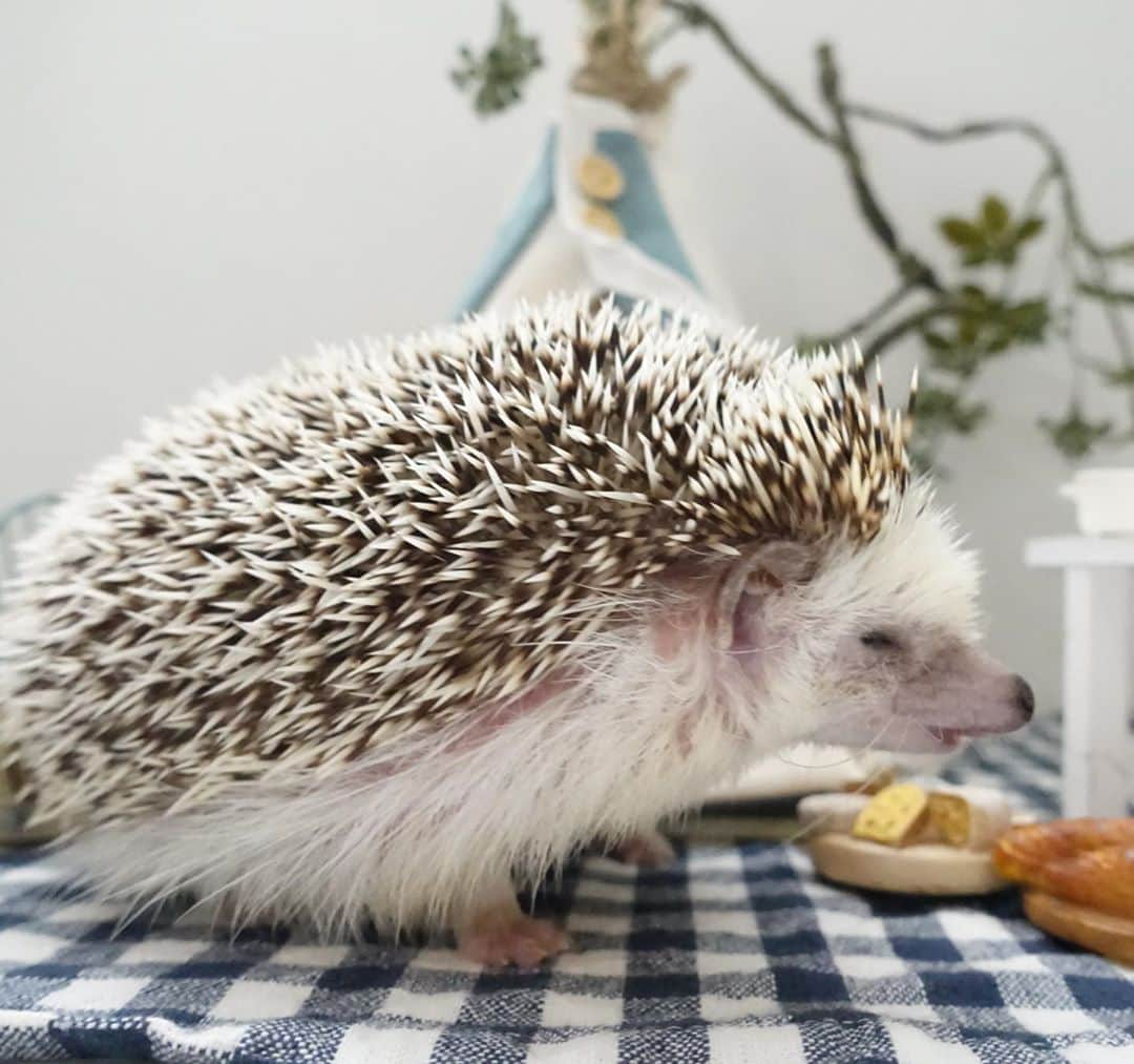 ラド&ティンクさんのインスタグラム写真 - (ラド&ティンクInstagram)「Glamping in the house.  model ： Ocean  まだまだステイホームだから、 お家の中でグランピングごっこ。  1枚目　チーズ🧀を見つけて、 唾ならぬ手で自分のものってアピール🤣🤣 2枚目　みんなが来る前につまみ食い😋 3枚目　う！これ癖のある味〜💦💦  ディピー　@ron_hari & @hari_1229   #おーしゃん #はりねずみ #ハリネズミ #針鼠 #ヨツユビハリネズミ #ヘッジホッグ  #ペット #ふわもこ部 #モフモフ #hedgehog #pygmyhedgehog #lovelypet #cuteanimals #hedgehogfamily #hedgie #Hérisson #igel#riccio #Erizo #고슴도치 #刺猬 #pecotv」9月23日 20時46分 - rado_pompon