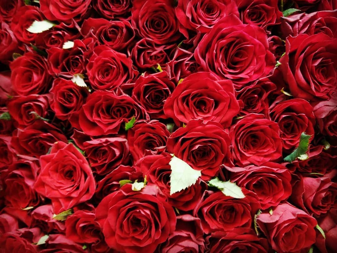 ホテルモントレ大阪 ブライダルサロンさんのインスタグラム写真 - (ホテルモントレ大阪 ブライダルサロンInstagram)「先日のご披露宴でご用意させていただいたお花で、ご新郎様からご新婦様へのサプライズ花束になります。赤いバラが100本…すごいボリュームと迫力です！  #赤#バラ#花束#サプライズ#100#一生の思い出#一度は送ってみたい#一度は受け取ってみたい#アントス#anthes#モントレ大阪#梅田#結婚式#プレ花嫁#大阪#ウェディング#アンティーク#ホテル#モントレ#wedding」9月23日 21時00分 - monterey_osaka