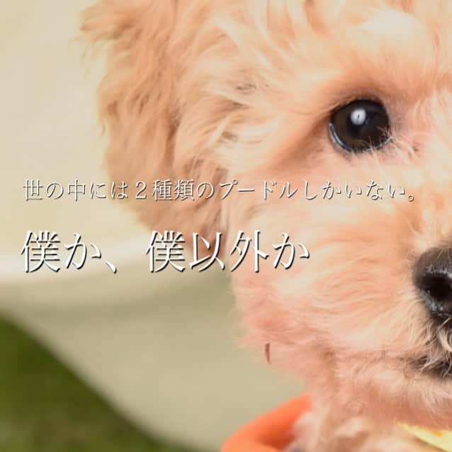 チャチャ丸のインスタグラム：「「世の中には2種類のプードルしかいない。 僕か、僕以外か。」 . . #それっぽい写真 #チャーランド #トイプードル #toypoodle」
