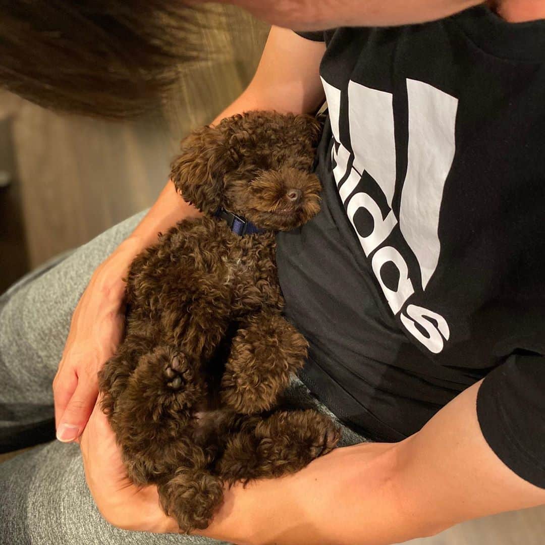網野友雄のインスタグラム：「寝顔に癒される日々。 #サニー #トイプードル」