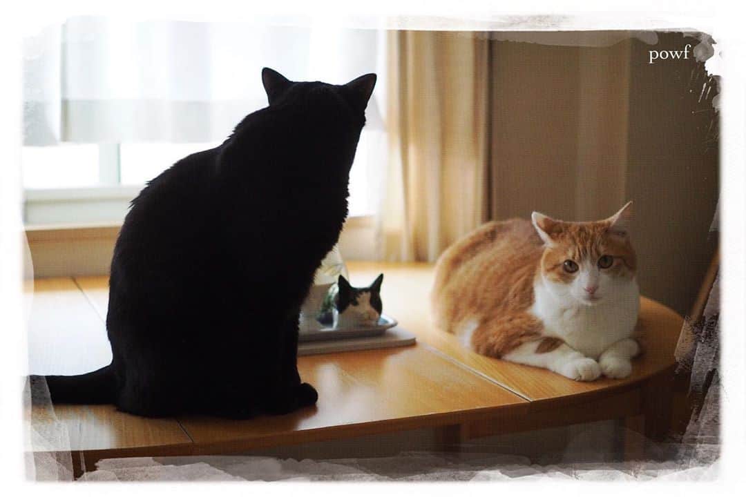 anemone_69のインスタグラム：「. #ハカセとキョウジュ #窓辺のハカセとキョウジュ #cat #猫 #保護猫 . #DreamCanvas_powf . . .」