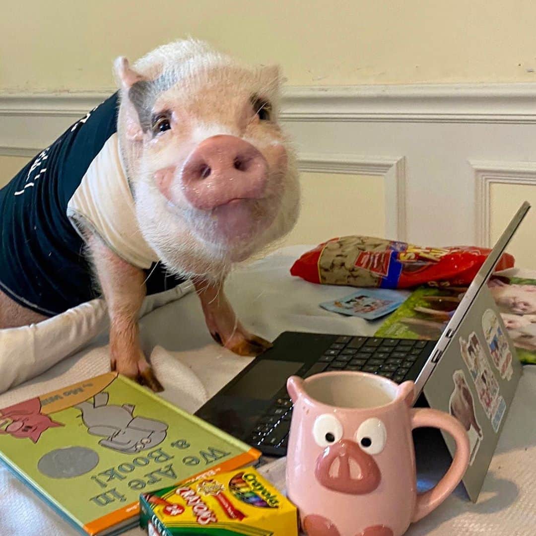 のインスタグラム：「Silly Pop is at it again! Don’t let that sweet face fool you. That’s what mommy and our friends see during online learning, but swipe to see what I see from my desk.🐷🤦🏼‍♀️#classclown #pantsoptional #onlinelearning #firstgrade #sillypop #PrissyandPop」