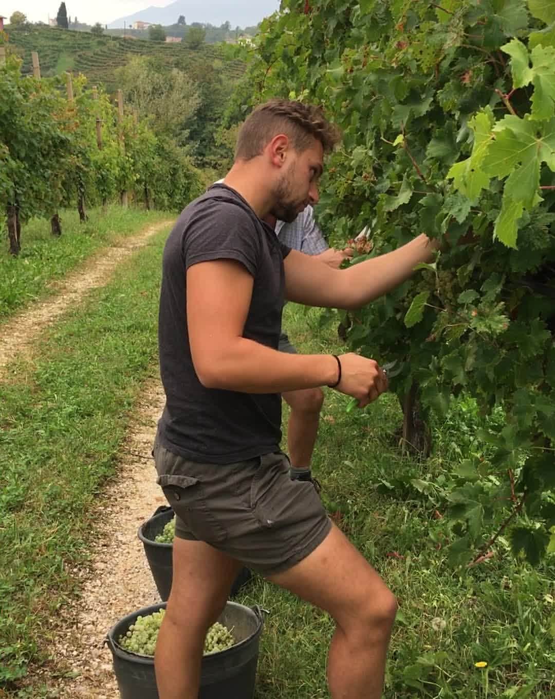 Mionetto Proseccoのインスタグラム：「Ad ogni vendemmia, sulle colline del Cartizze, rivive l’autentica tradizione che si esprime nella raccolta manuale dei grappoli d’uva.⁣ #vendemmia #vendemmia2020 #mionettoprosecco #mionettoinsieme⁣ Bevi Mionetto responsabilmente」