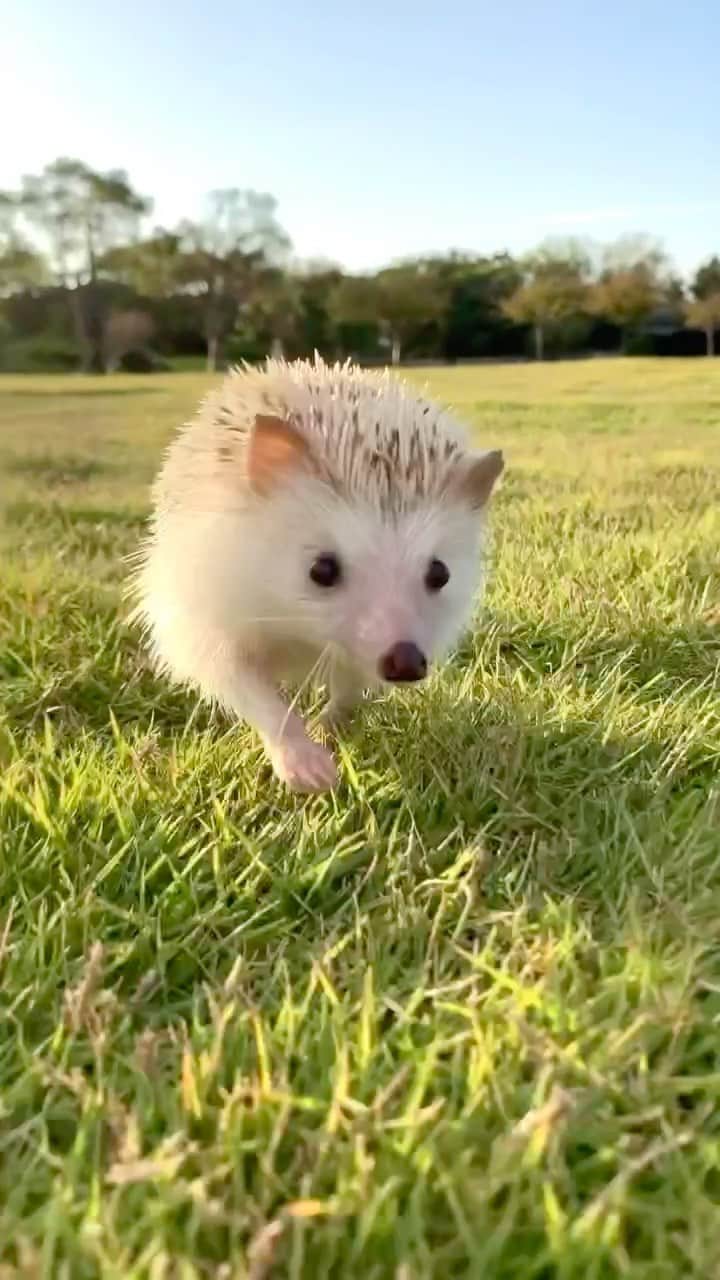 ダーシーのインスタグラム：「I’m on my way☀️‼️  Driving at 90 down those country lanes🦔💨  Singing to “Tiny Dancer”🕺✨  Song @teddysphotos  Runner @hedgehog_ginji」