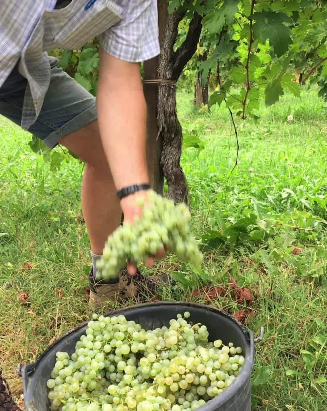 Mionetto Proseccoのインスタグラム：「La qualità è premium. Tutto parte da qui, per rendere le nostre bollicine le protagoniste di un momento da vivere insieme.⁣ #vendemmia #vendemmia2020 #mionettoprosecco #mionettoinsieme⁣ Bevi Mionetto responsabilmente」