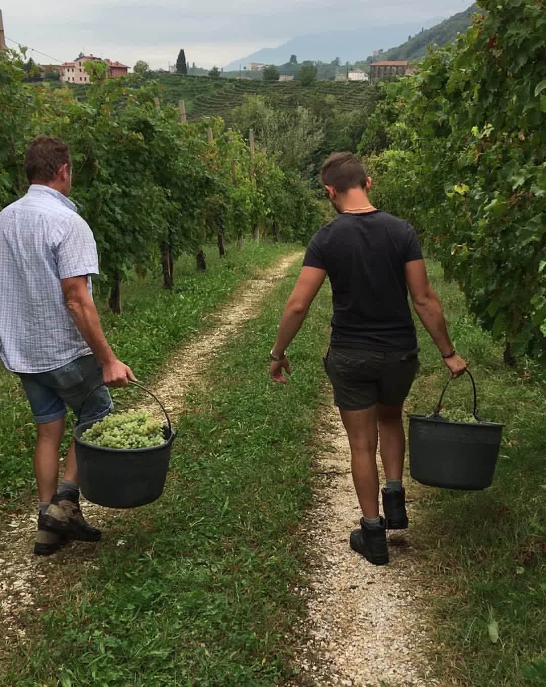 Mionetto Proseccoのインスタグラム：「Un’annata eccezionale, presto da condividere insieme. 🧡🍾🥂⁣ #vendemmia #vendemmia2020 #mionettoprosecco #mionettoinsieme⁣ ⁣ Bevi Mionetto responsabilmente」