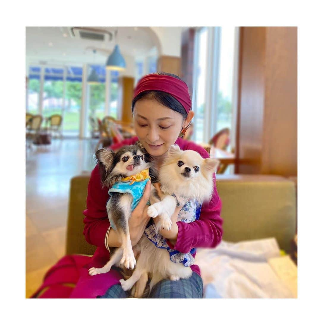 風花舞さんのインスタグラム写真 - (風花舞Instagram)「犬たち月いちシャンプーからの、 ドッグカフェ。  #ちわわ#チワワ#ちわわ大好き#ちわわ親バカ部#ちわわ多頭飼い#チワワ部#チワワ多頭飼い#チワワ大好き#かわいい#癒し#家族#仲良し#幸せ#動物#チワスタグラム#animal#dog#family#chihuahua#chihuahuas#chihuahualove#chihuahualife#cute#sweet#happy#treasure#love」9月23日 22時23分 - kazahanamai_official