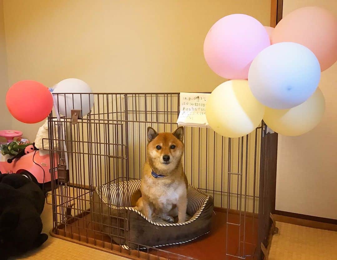 柴犬はなこ Shibainu Hanakoさんのインスタグラム写真 - (柴犬はなこ Shibainu HanakoInstagram)「現在、訳あって風船でデコられてるはなっぺハウス🎈🏠🎈✨メルヘン〜😆 #shiba #dog #shibainu #balloons #decoration #犬 #柴犬 #風船 #デコ #メルヘン」9月23日 22時42分 - kiki_beee