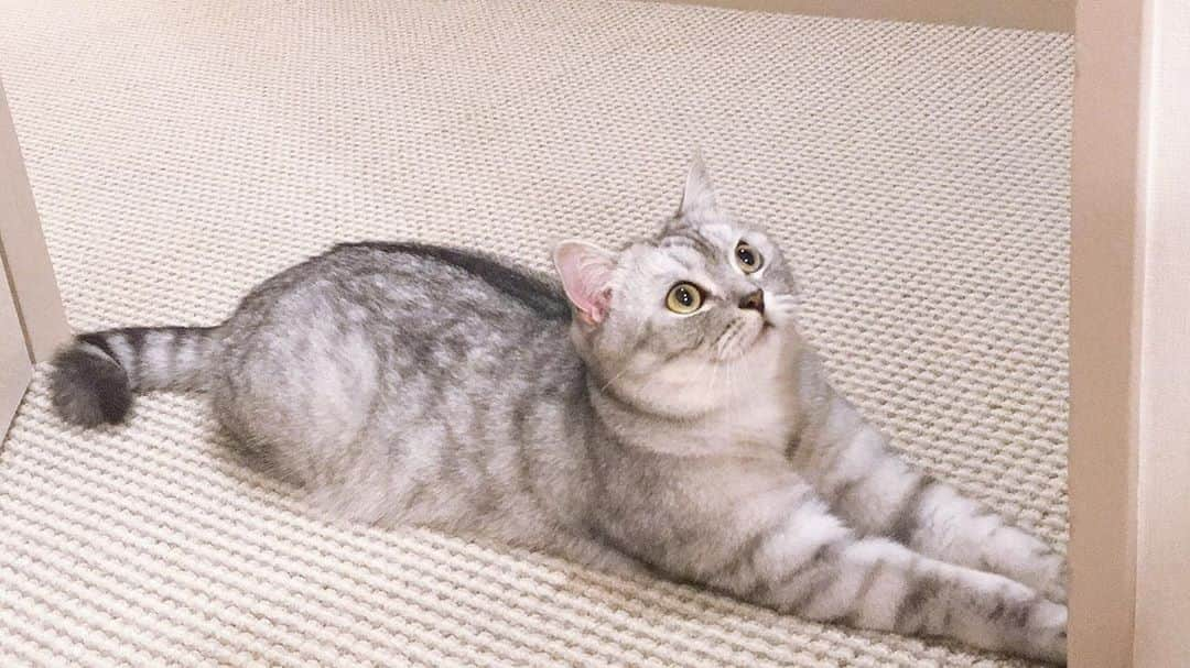 雨宮朋絵のインスタグラム：「通れません　笑  #ねこすたぐらむ  #猫  #にゃんすたぐらむ」