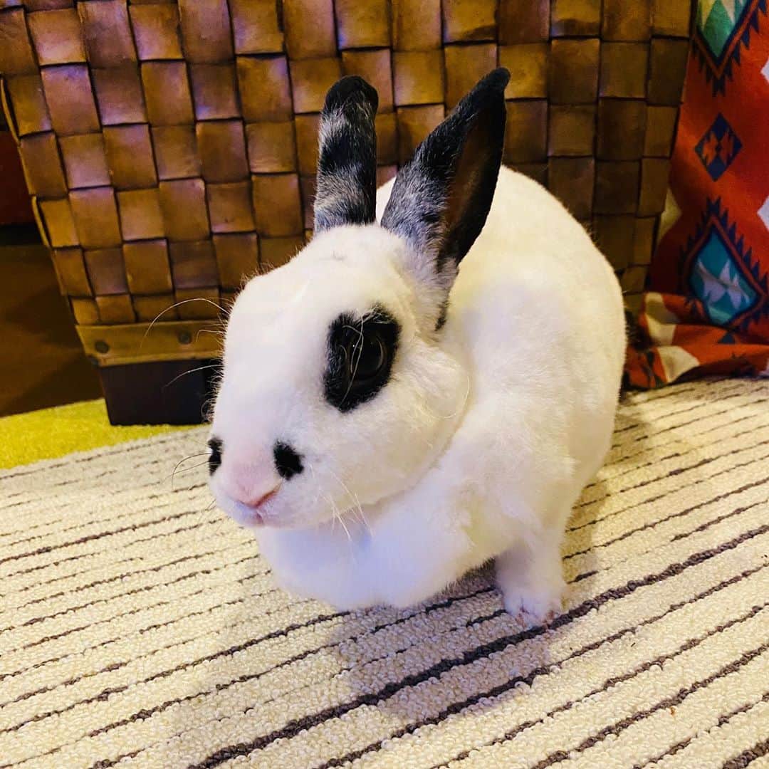 水木一郎さんのインスタグラム写真 - (水木一郎Instagram)「おはよう。出ちてよー。 ハッピーちゃんに今朝も癒されます。 #うさぎ  #rabbit  #ハッピーちゃん  #happy  #癒されます😍  #お転婆娘  #水木一郎」9月24日 8時25分 - ichiromizuki
