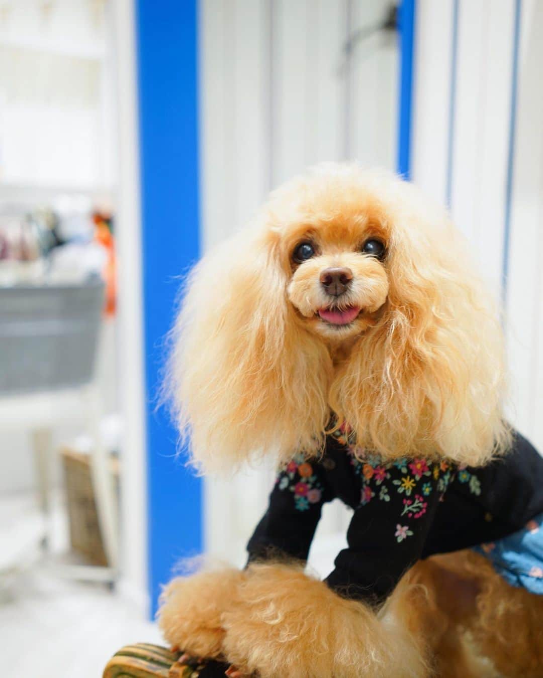 Toypoodle Mikuru?Asakusa Tokyoのインスタグラム：「20200924 Thursday  【Mikuru information🌟】 BLACK or IVORY ... Which one will you choose? . 展示会で予約したカーディガンが入荷してました🥰 . ⭐️お花いっぱい刺繍CD ⭐️ W30025 / ¥8,500+tax . BlackとIvoryの2色展開です。 みくるはBlackを予約してましたが、Ivory着せてみたら可愛い😍 しかし、みくるは汚しの常習犯😅なので、そのままBlackをお持ち帰り☺️色選びは毎回悩みます。 . ❸ 枚目 ⭐️ フラワーデニムワンピース ⭐️ WG0166 / ¥9,200+tax . 予約段階でキャン待ちだったので諦めてましたが、追加分のキャンセルが出て店頭にありました✨奇跡👏🏻 このデザイン可愛い🥰 . みきゅるんsize 1 もこの時(9/22)の段階で数枚ありましたよ。 詳細は @asknowasdewan_marronniergate にお尋ねください🙏🏻 . 以上、Mikuru information でした🌟 . #asknowasdewan #asknowasdewan公式アンバサダー #マロニエゲート銀座 #第17期PPモデル」