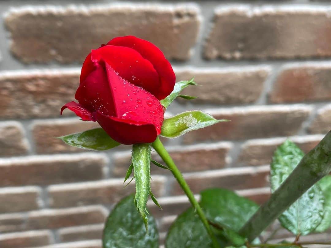 岡部晴彦さんのインスタグラム写真 - (岡部晴彦Instagram)「#バラ日記 #roses 148日目　  イングリッドバーグマン  バレリーナ ブルーピリオド フランソワーズゴジャール   #roses🌹 #rosestagram #rose」9月24日 8時42分 - hal_96