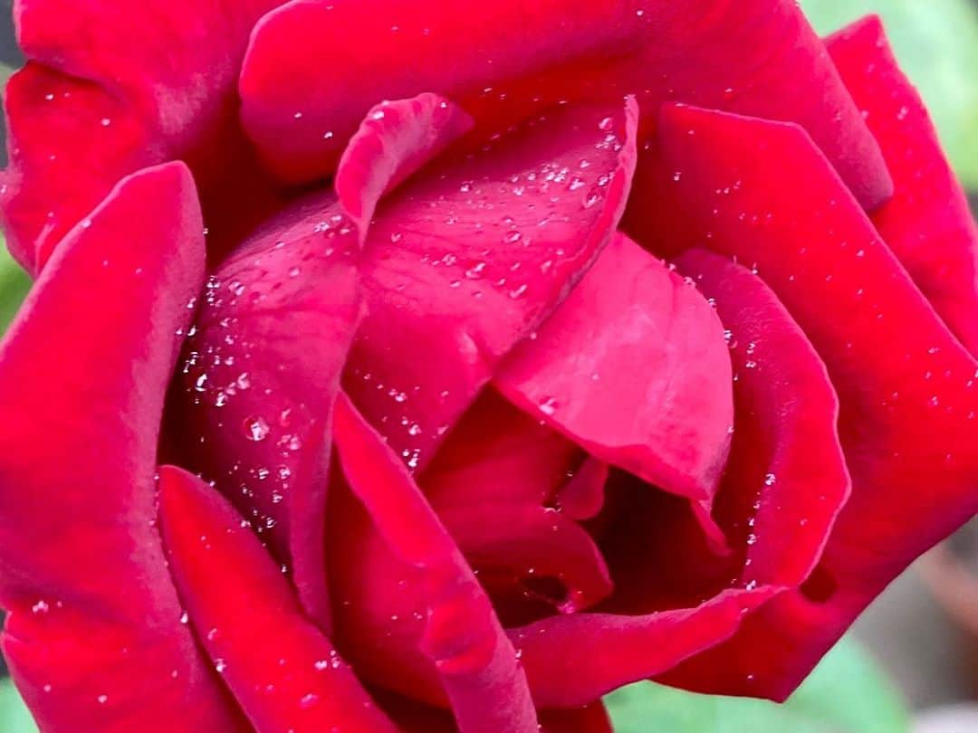 岡部晴彦のインスタグラム：「#バラ日記 #roses 148日目　  イングリッドバーグマン  バレリーナ ブルーピリオド フランソワーズゴジャール   #roses🌹 #rosestagram #rose」