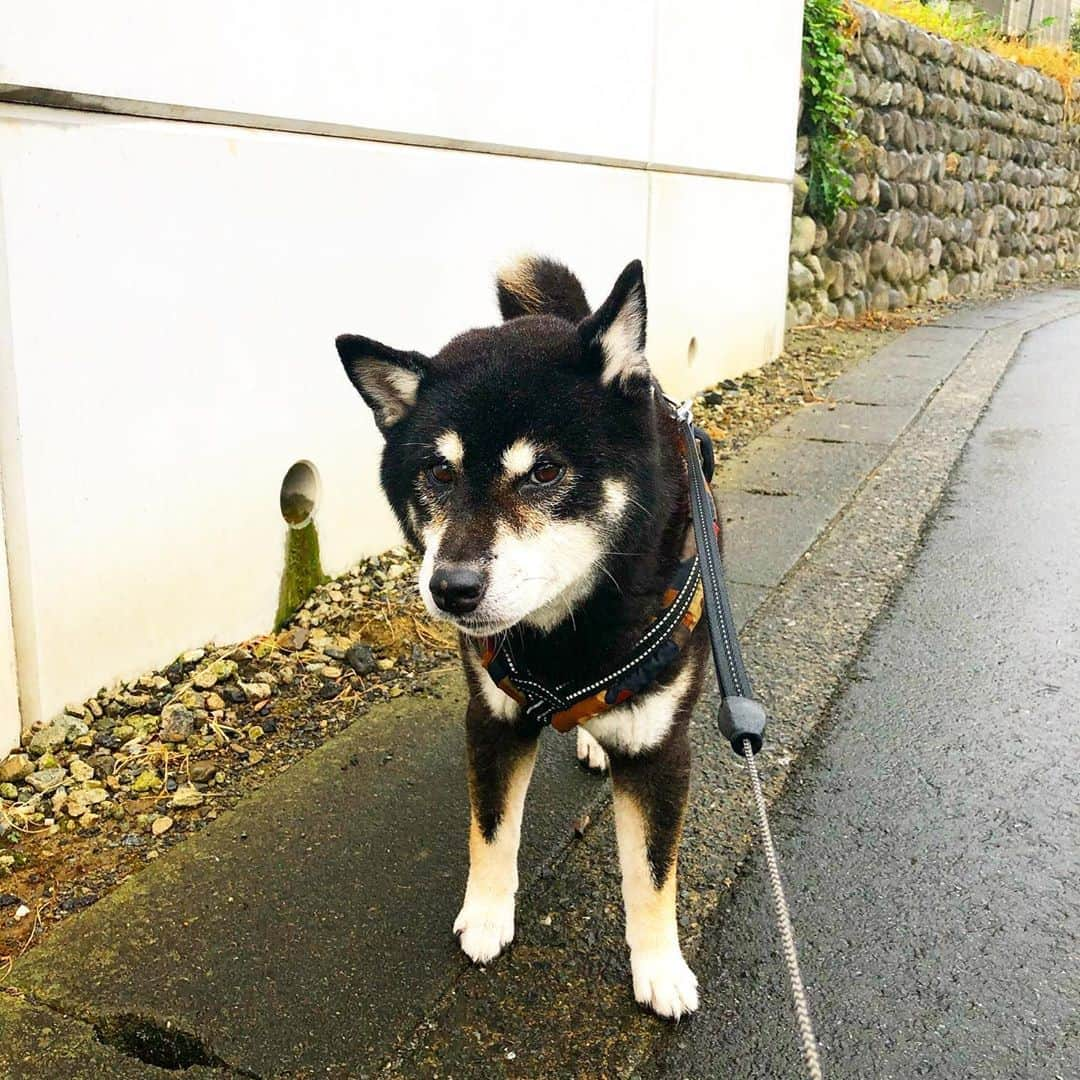 小川博永さんのインスタグラム写真 - (小川博永Instagram)「昨夜の時点で小学校は本日休校。風はまあまあ強いけど雨は大して降らず。台風は結構逸れてくれたみたい。  #濡れまる #今朝まる #ししまる #dog #dogs #柴犬 #黒柴」9月24日 9時04分 - ogawahironaga