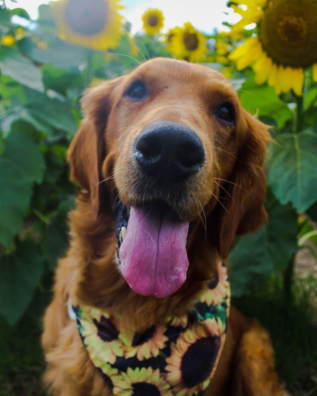モヒートさんのインスタグラム写真 - (モヒートInstagram)「The most handsome boy💜 I swear his tongue is too long for his mouth. 👅 swipe to see the #derp  @grinrescue   #derpydog #tongueouttuesday #sunflower #sunflowers #mariasfieldofhope #rescuedogsofinstagram #rescuedog #handsome #dogsofinstagram #dogs #dogmom #doglovers #dogsofcle」9月24日 9時19分 - mojito_rose_family