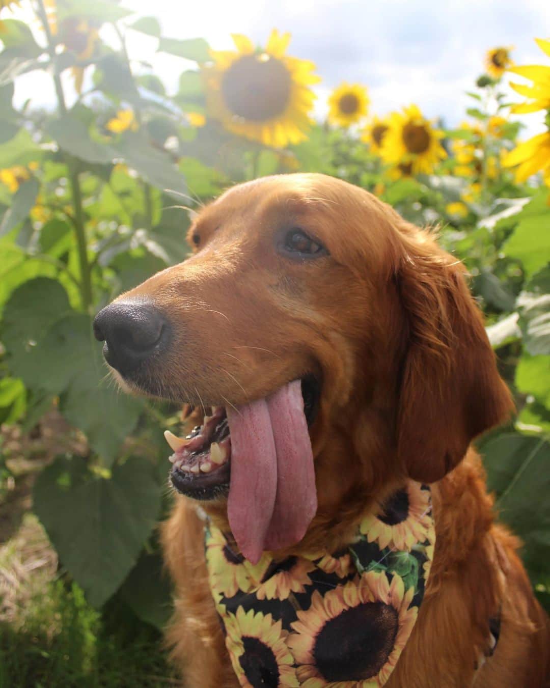 モヒートさんのインスタグラム写真 - (モヒートInstagram)「The most handsome boy💜 I swear his tongue is too long for his mouth. 👅 swipe to see the #derp  @grinrescue   #derpydog #tongueouttuesday #sunflower #sunflowers #mariasfieldofhope #rescuedogsofinstagram #rescuedog #handsome #dogsofinstagram #dogs #dogmom #doglovers #dogsofcle」9月24日 9時19分 - mojito_rose_family