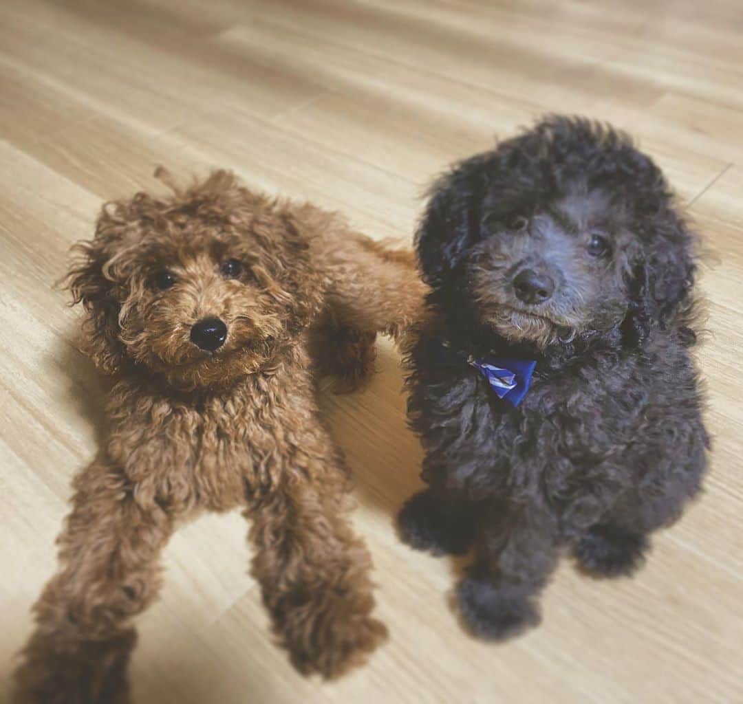 ゆらのインスタグラム：「＊  わんぱくさん🐶💗🐶  #犬  #犬好きな人と繋がりたい  #愛犬　#いぬのいる暮らし  #🐶 #いぬすたぐらむ  #いぬすた」