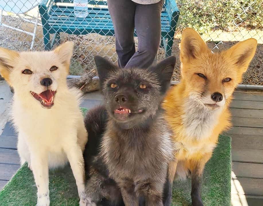 Rylaiさんのインスタグラム写真 - (RylaiInstagram)「When mom makes you let your younger brother and sister tag along!  . Hahhaa.... Viktor’s face #priceless . . . . #specialencounter #privatefoxencounters #animalencounter #foxes #viktor #mikhail #maksa #russianfoxes #russiandomesticatedfox #silverfox #redfox #uniquegifts #bucketlist #wild #sandiego #socal #jabcecc #conservation #animalwelfare #furfree」9月24日 9時25分 - jabcecc