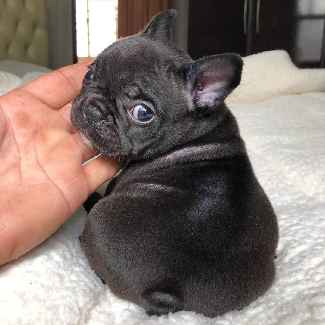 Regeneratti&Oliveira Kennelさんのインスタグラム写真 - (Regeneratti&Oliveira KennelInstagram)「Cutest little potato ♥️😭 #frenchie #cutepuppy #cutie #frenchies1」9月24日 9時35分 - jmarcoz