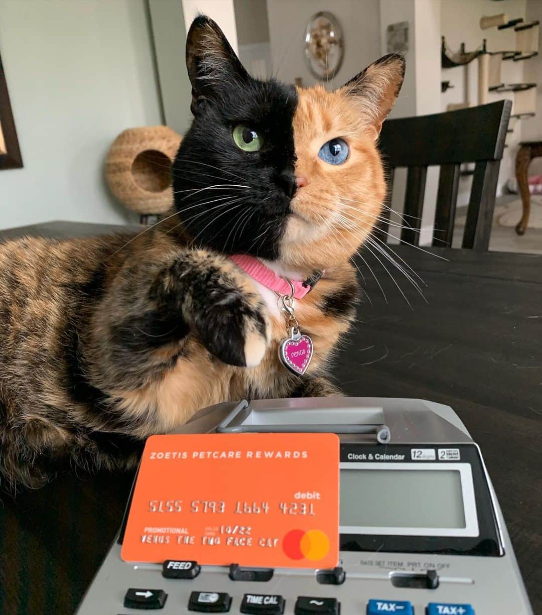 Venus Cat のインスタグラム：「#ad We are adding up our rewards! Have you heard about Zoetis Petcare Rewards? Pet pawrents earn points when they purchase eligible @zoetispetcare products. Then they can redeem the points for money towards future vet visits to be added onto one of these cards. It can be used just like cash to pay for products or services at the vet!  Click the link in my bio to learn more, sign up, and start saving money on those important vet visits! A healthy pet is a happy pet! 😺 #thisispetcare」