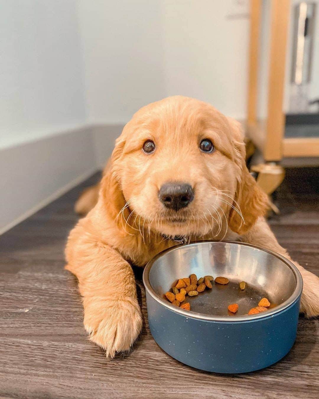 8crapさんのインスタグラム写真 - (8crapInstagram)「Can I hab a wittle bit mor pls? 🥺 - Want to get featured like her? Join “The Barked Club” on FACEBOOK and post something now! 👉 barked.com - 📷 @winniethegoldenpupper - #TheBarkedClub #barked #dog #doggo #puppy #pupper #GoldenRetriever #GoldenRetrieverPuppy」9月24日 1時00分 - barked