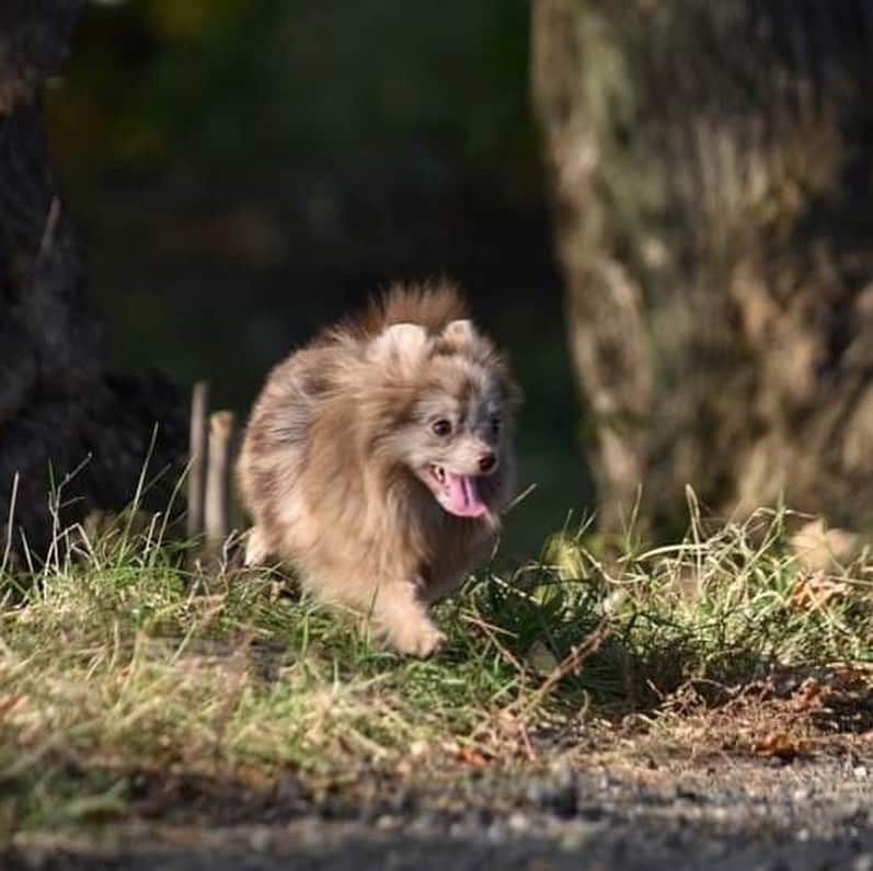 Puppy For Sale.さんのインスタグラム写真 - (Puppy For Sale.Instagram)「А у нас подрос очень красивый мраморный мальчик ⠀ Маленький, забавный, с прекрасным характером и хорошим происхождением❤️ ⠀ Он ещё не до конца оделся в свою новую шубку, но обещает быть писанным красавцем. ⠀ ___ ⠀ Следите за нашими обновлениями и подписывайтесь👇 ⠀ @artsimpatiya ⠀ Больше информации, фото и видео: Директ, на личном сайте питомника Арт Симпатия: www.artsimpatiya.ru ⠀ #puppypomerian #chiotpoméranien #puppypom #puppypomeranian #pomeranianmerle #pomeranianparis #merlepomeranian #partypomeranian #pomeranianpup #pomeranianpuppy #pomeranianpuppies #pomeranianfrance #pomeranianspitz #pomeranianpage #pomeraniandogs #pomeranianlovers #teacuppuppies #merlepom #teacups #pomerania #spitztagram #spitzlovers #spitzpomeranian #spitzclub #spitzdog #spitzpuppy #merlepomeranians #merlepoms #merlepomeranianpuppy」9月24日 1時44分 - artsimpatiya