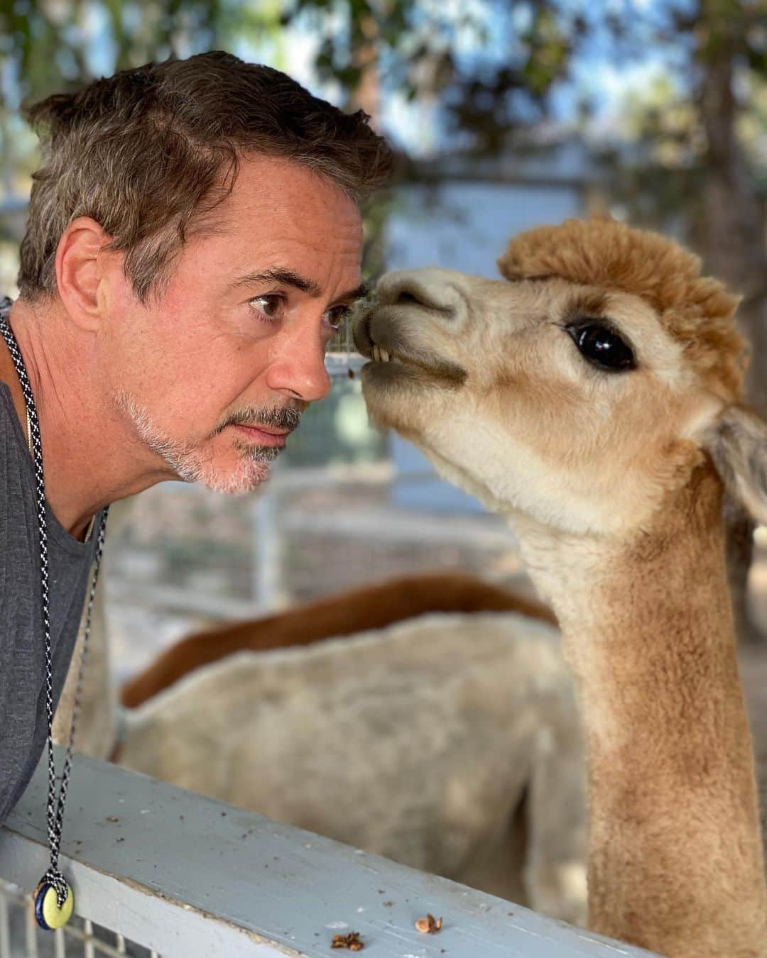 ロバート・ダウニー・Jrさんのインスタグラム写真 - (ロバート・ダウニー・JrInstagram)「#FuzzytheAlpaca has an exciting announcement. #TheBond will air on @discovery! Our series dives in to the wondrous and intimate connections between humans and animals. (Because animals are people too, and humans are animals, last I checked.)」9月24日 1時59分 - robertdowneyjr